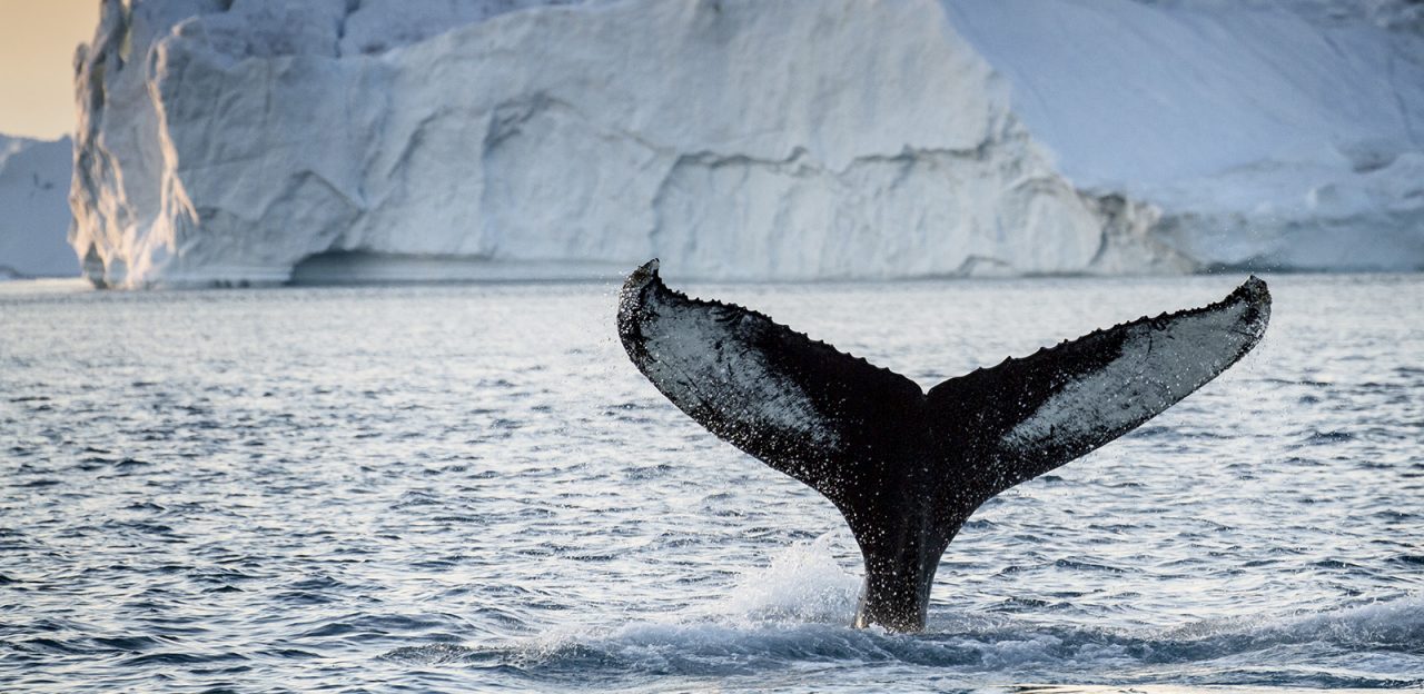 Photographer: Julie Skotte - Visit Greenland